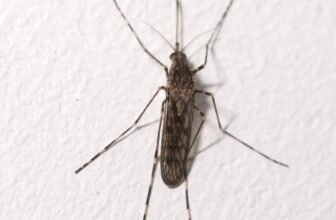 Mosquitoes Have Been Present in Iceland for the First Time Ever