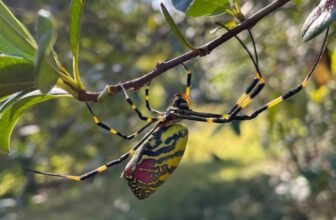 They’re Large, They’re Creepy, and They’re Again—An Professional’s Ideas for Joro Spider Season