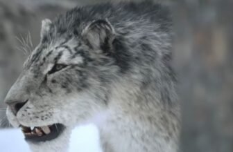 Ice Age’ Guarantees Survival, Snow—and Large Enamel